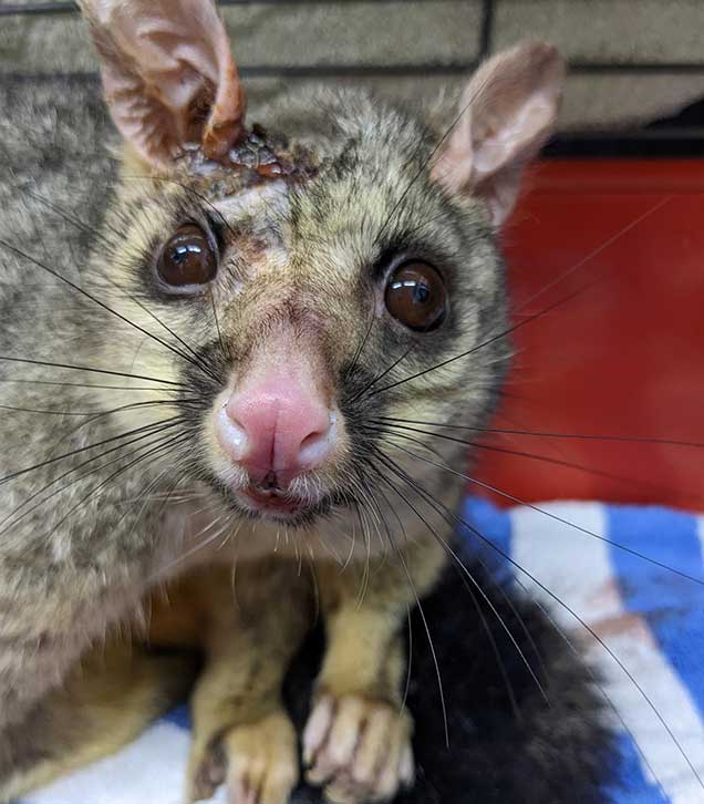 dermatitis can be deadly for brushtail possums